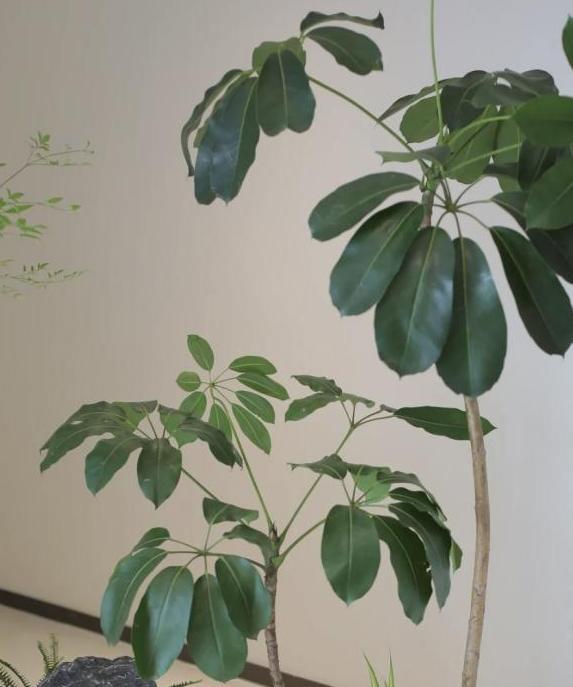 大叶伞植物参考照片